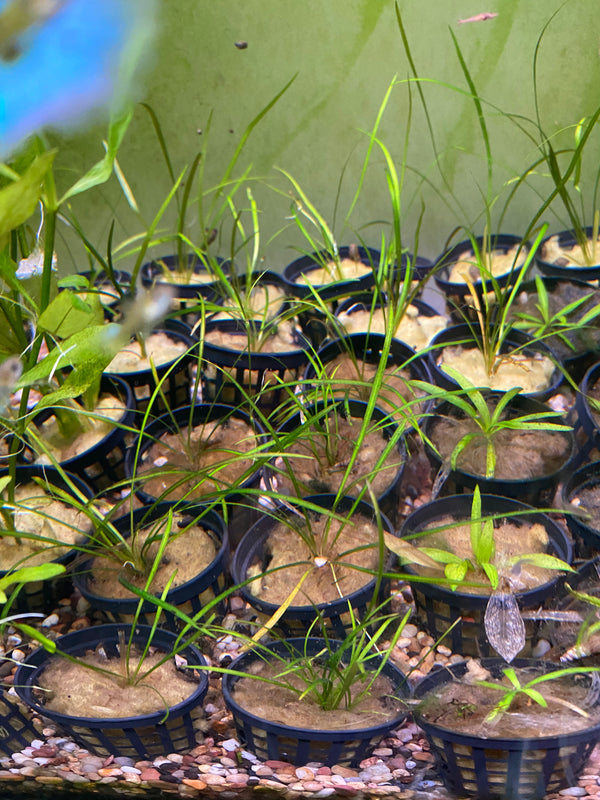 Echinodorus Tenellus – Easy Foreground Chain Sword for Low Tech Aquariums