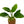 Load image into Gallery viewer, Anubias nana – Easy Low Tech Plant for Driftwood & Rock