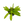 Load image into Gallery viewer, Amazon sword plant Echin Grisebachii