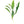 Load image into Gallery viewer, Echinodorus Bleheri (Giant Swords)- 5cm Pot