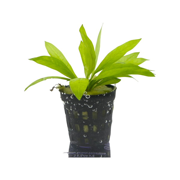 Amazon sword plant Echin Grisebachii