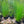 Load image into Gallery viewer, Dwarf Hairgrass – Carpet Plant in 5cm Pot for CO₂ & High Light Tanks