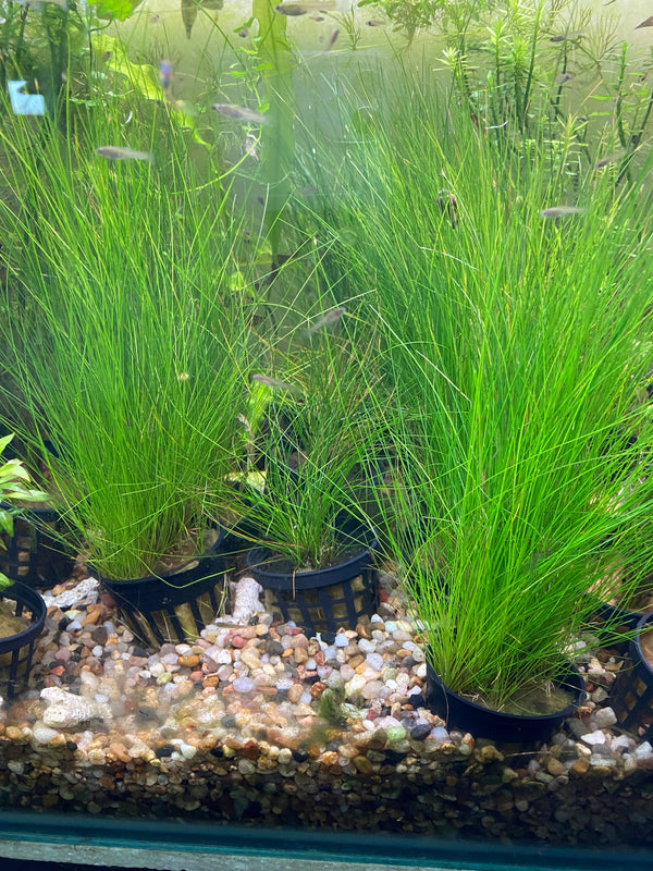Dwarf Hairgrass – Carpet Plant in 5cm Pot for CO₂ & High Light Tanks
