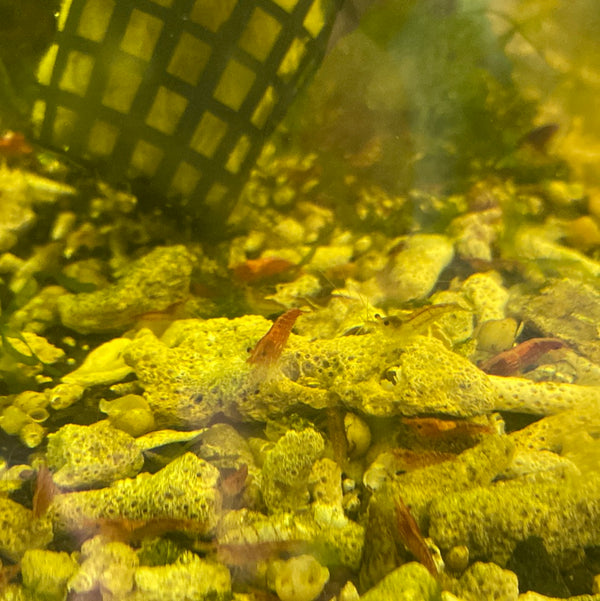 Mid grade Cherry Shrimp