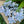 Load image into Gallery viewer, Blue Succulent (Pachyveria)
