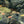 Load image into Gallery viewer, Assorted Caridina Shrimp