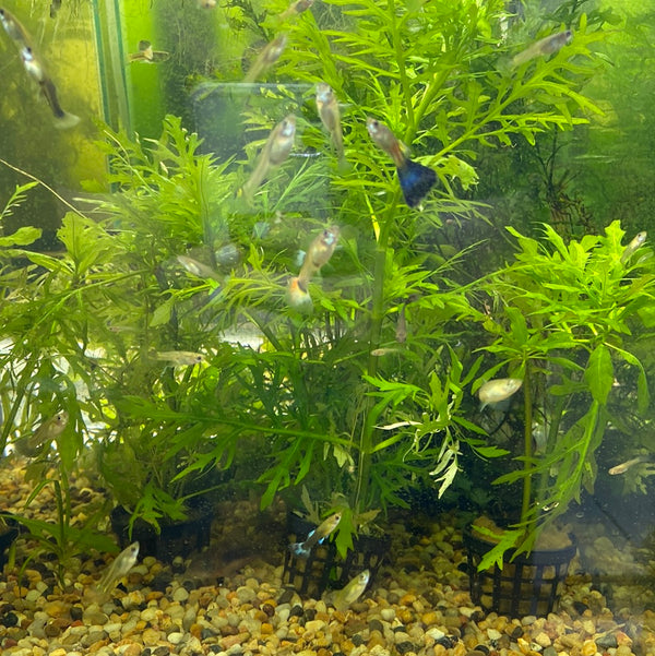 Water Wisteria (Hygrophila difformis) – Fast Growing Beginner Plant in 5cm Pot