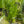 Load image into Gallery viewer, Lilaeopsis brasiliensis – Foreground Carpet Plant in 5cm Pot (Micro Sword)