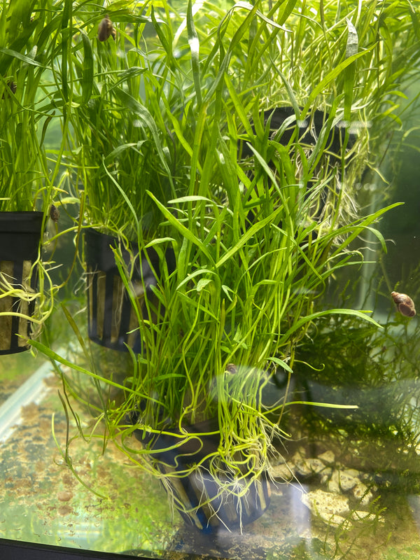 Lilaeopsis brasiliensis – Foreground Carpet Plant in 5cm Pot (Micro Sword)