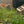Load image into Gallery viewer, Fontinalis moss/ Java Moss (Fountain moss)