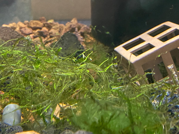 Fontinalis moss/ Java Moss (Fountain moss)