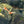 Load image into Gallery viewer, Assorted Caridina Shrimp