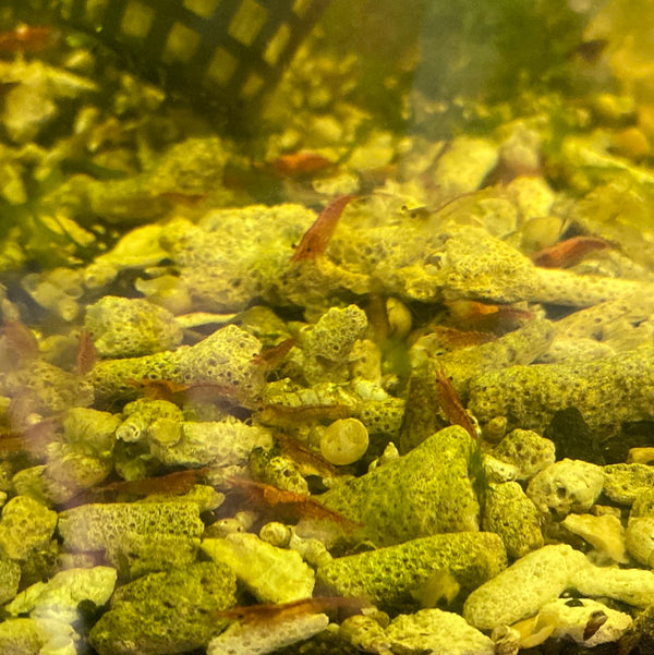 Mid grade Cherry Shrimp