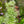 Load image into Gallery viewer, Glossostigma elatinoides – Advanced Carpet Plant for CO₂ Tanks (5cm Pot)