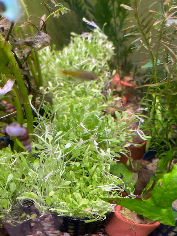 Glossostigma elatinoides – Advanced Carpet Plant for CO₂ Tanks (5cm Pot)