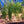 Load image into Gallery viewer, Vallisneria gigantea (Thin Val) – Easy Background Plant for Low Tech Aquarium