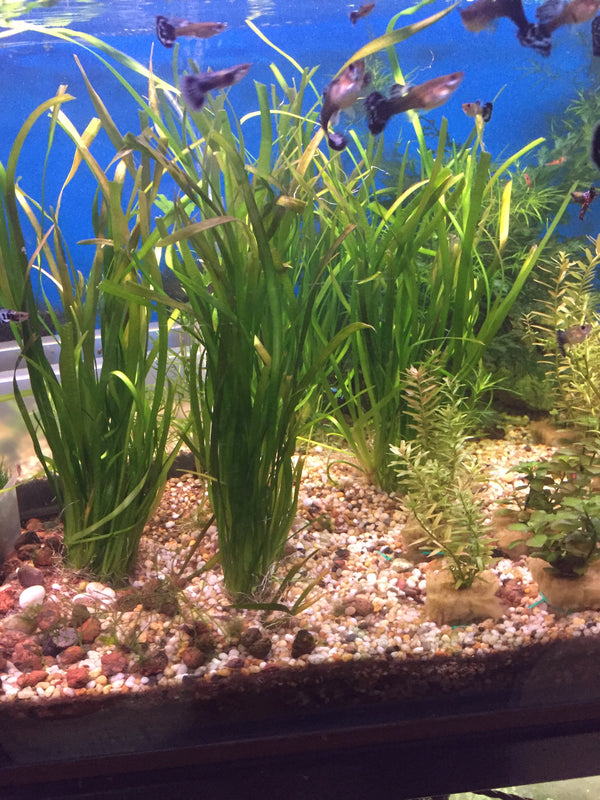 Vallisneria gigantea (Thin Val) – Easy Background Plant for Low Tech Aquarium