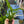 Load image into Gallery viewer, Large Indo Java Fern – Low Tech Midground Plant in 5cm Basket Pot