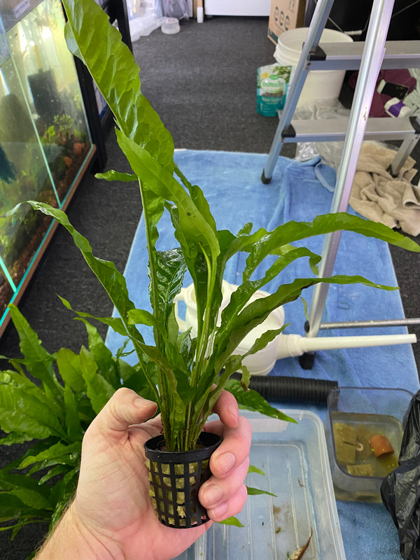 Large Indo Java Fern – Low Tech Midground Plant in 5cm Basket Pot