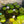 Load image into Gallery viewer, Nymphaea Spp (blue flowered water Lily)