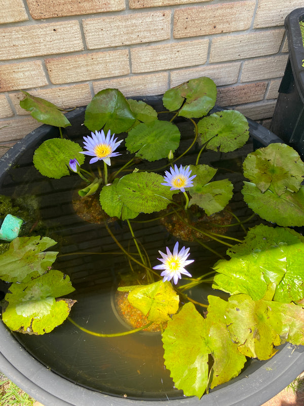 Nymphaea Spp (blue flowered water Lily)