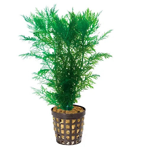 Water Wisteria (Hygrophila difformis) – Fast Growing Beginner Plant in 5cm Pot