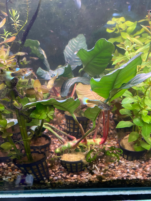Anubias Coffeefolia (Beginner Friendly/ Low Light/ Low Tech Plant)