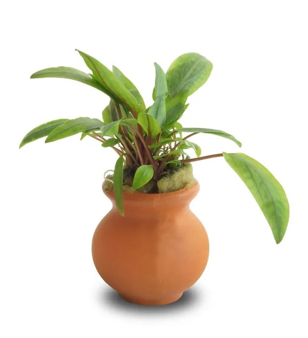Assorted Crypt in Mini Urn – Easy Aquarium Plant with Natural Pot Decor