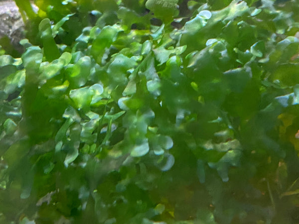 ubwassertang – Easy Floating Moss Alternative for Shrimp & Nano Tanks