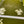 Load image into Gallery viewer, Live Daphnia Culture (Moina) – Perfect Live Food for Nano Fish & Fry