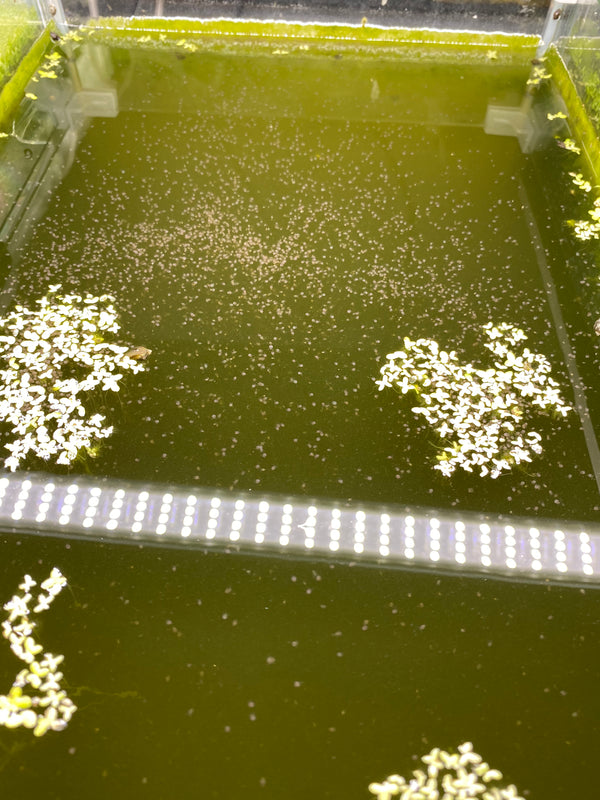 Live Daphnia Culture (Moina) – Perfect Live Food for Nano Fish & Fry