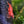 Load image into Gallery viewer, High Quality Red Cherry Shrimp