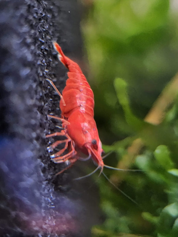 High Quality Red Cherry Shrimp
