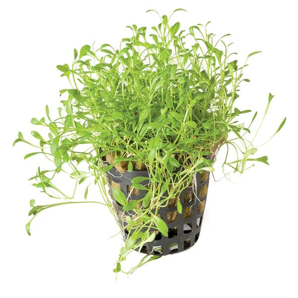 Glossostigma elatinoides – Advanced Carpet Plant for CO₂ Tanks (5cm Pot)