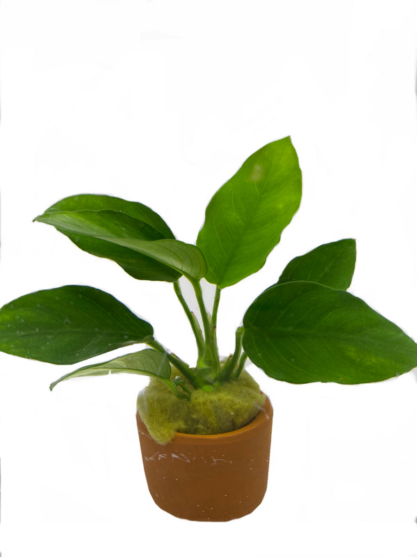 Anubias nana – Easy Low Tech Plant for Driftwood & Rock