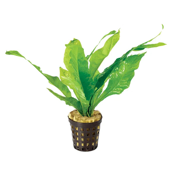 Large Indo Java Fern – Low Tech Midground Plant in 5cm Basket Pot