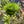 Load image into Gallery viewer, Floating Moss Ball – Easy Decorative Plant for Shrimp, Bettas & Nano Tanks