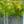 Load image into Gallery viewer, Hornwort (Foxtail) – Fast Growing Floating Plant for Beginners