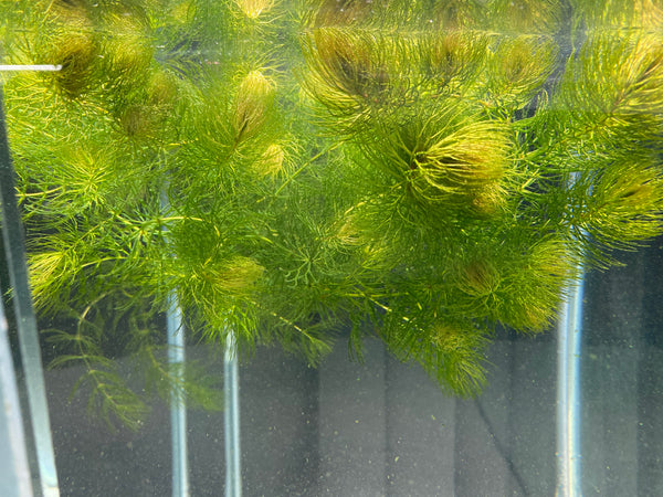 Hornwort (Foxtail) – Fast Growing Floating Plant for Beginners