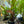 Load image into Gallery viewer, Echinodorus Ozelot assorted