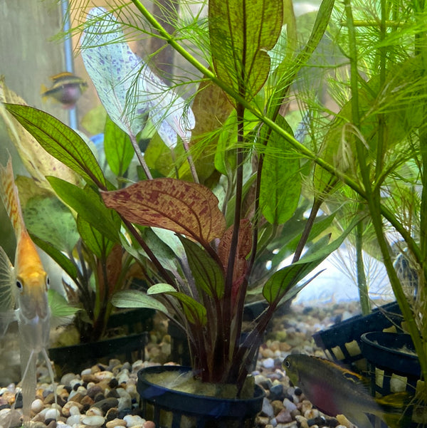 Echinodorus Ozelot assorted