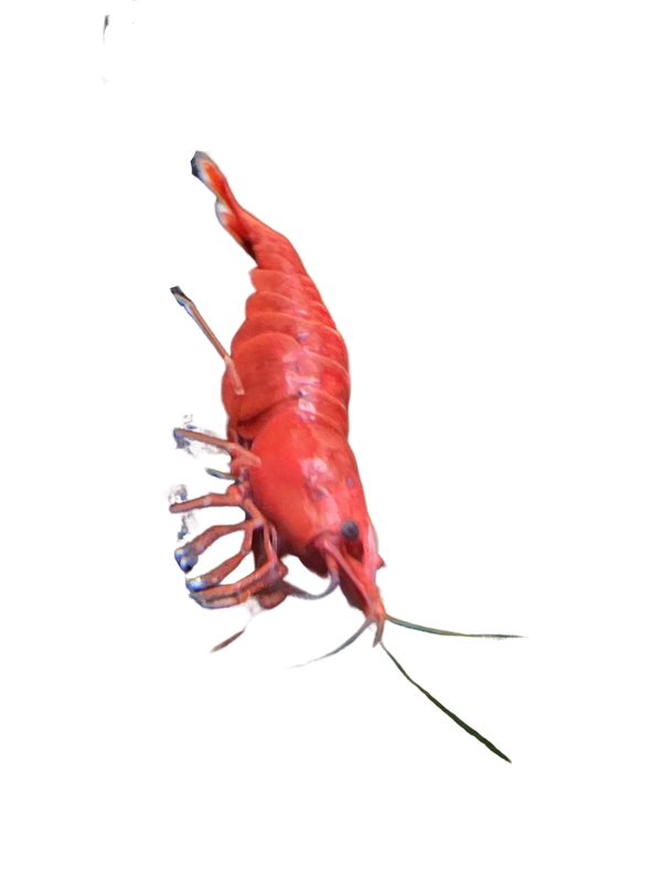 High Quality Red Cherry Shrimp