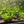 Load image into Gallery viewer, Amazon sword plant Echin Grisebachii