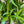 Load image into Gallery viewer, Walking Iris (Neomarica Northiana)
