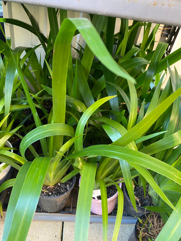 Walking Iris (Neomarica Northiana)