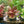 Load image into Gallery viewer, alternanthera reineckii mini