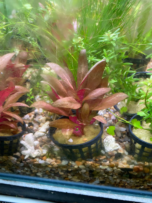 alternanthera reineckii mini