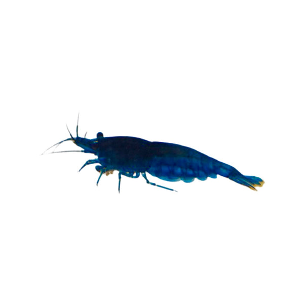 Blue Dream Shrimp