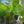 Load image into Gallery viewer, Echinodorus Ozelot assorted