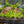 Load image into Gallery viewer, Amazon sword plant Echin Grisebachii